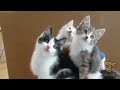 You should have a CAT - Funniest cat videos ever!