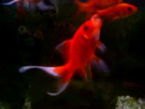 goldfish tank. Goldfish Tank part1