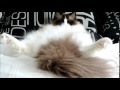 Timo the Ragdoll Cat- Having a lazy day