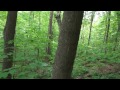 Wildlife