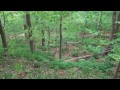 Wildlife