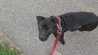 Patterdale Estacado In Motion Walking Fluidly But Powerful Fell Terriers3