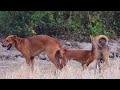 Awesome Rural Dogs !! Dog Meeting for the Summer Season in Village.