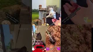 Before & After Animals Growing Up Amazing Animal Transformation