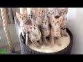 cats