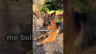 Dog Bang Trick Fail