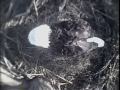 2010 Blackwater Eagle Cam - 2nd Egg Laying - Video 3