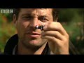 Real birds eye view! Golden Eagle in flight - Animal Camera - BBC