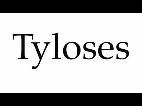 Header of Tyloses