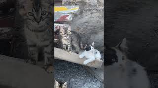 Anne Çuko Yaramazlık Yapıyor