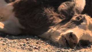 Watch Josh Auer Low video