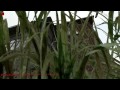 DAYZ BREAKING-POINT #001 [GERMAN][HD+] - alles irgendwie NEU hier!