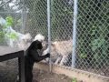 Playfull Jaguar Kitten