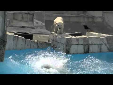 失敗するとシュン・・？Polar Bears playing in pool