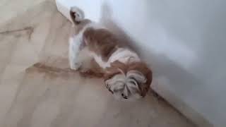 Funny dogs
