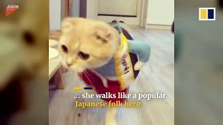 THE MASKMAN REVIEWS_2 : Sensational cat mutations! Funny costumes.