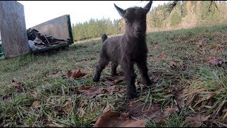 Bruce Wayne the baby goat kid is here