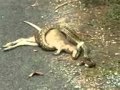 Un serpente che vomita la preda
