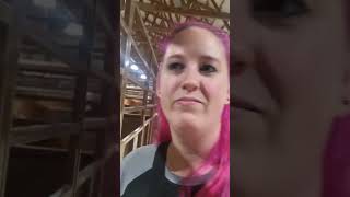 Mini Horses Of The Northern Wisconsin State Fair
