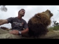 Interrupting Lion - Happy World Lion Day 10th August!