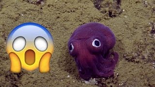 Googly-Eyed Squid Freaks Out Scientists Whats Trending Now