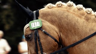 Glamour Rock BHI - HORSE KEEPSAKE VIDEO | Sport Horse Films Australia