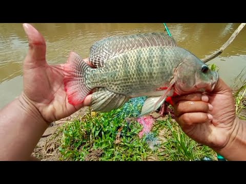 MANCING IKAN NILA..!!! TEHNIK PANCING JARING/SPRING BOMB NET