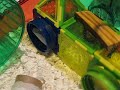 hamster