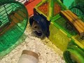 hamster