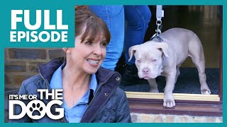Needy Bulldog Puppy Needs Lots Of Attention Full Episode 209 Its Me Or The Dog