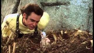 Top 7 Funniest Ace Ventura Scenes Top 7 Funniest Ace Ventura Scenes
