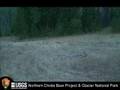 Wolf-Bear Video