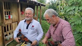 Yurt İçi̇ Ve Yurt Dişindan Gelen Damizliklar Bi̇r Arada