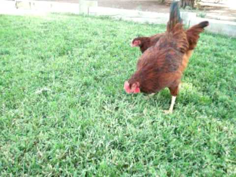 Rhode Island Red Chickens (4