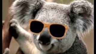 Koala Time
