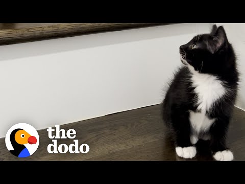 Play this video Rescued Kitten Becomes One Of The Girls  The Dodo Cat Crazy