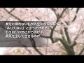 【感動動画】吃音センセイ―桜舞う校庭で