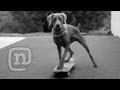 Skateboarding Dog Vs Skateboarding Horse - The Amazing Richie Jackson Skateboard Show