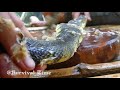 Cooking Snake With Secret Recipe In The Forest Eating Delicious