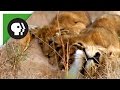 Lion Cubs Playing with Mom and Dad