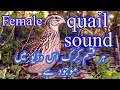 Female quail sound // madi batair ki awaz // batair karkaree