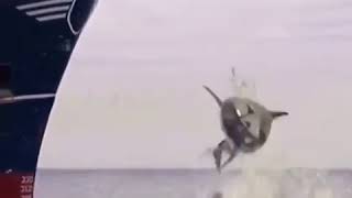 Rare In The Rarest National Geographic Channel