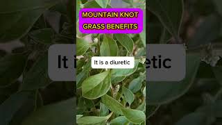 Benefits Of Mountain Knot Gr Lanata Plants