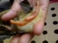 image Hewan Teraneh Di Dunia Bebek Berkaki 4 Karawang