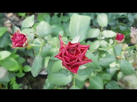 Hoa hồng - Quà tặng ý nghĩa cho ngày 8 tháng 3