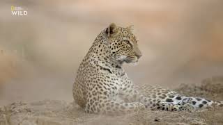 Африканские Охотники 3 Сезон 4 Серия - Леопард, Который Сменил Цвет Своих Пятен