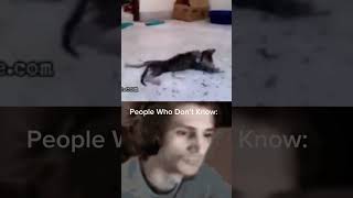People Who Know About 3 Girls And 1 Cat