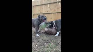 American Terrier Pit Bull