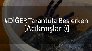 - Tarantula Beslerken - Acıkmışlar..