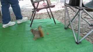 Feeding the Squirrels.flv Feeding the Squirrels.flv